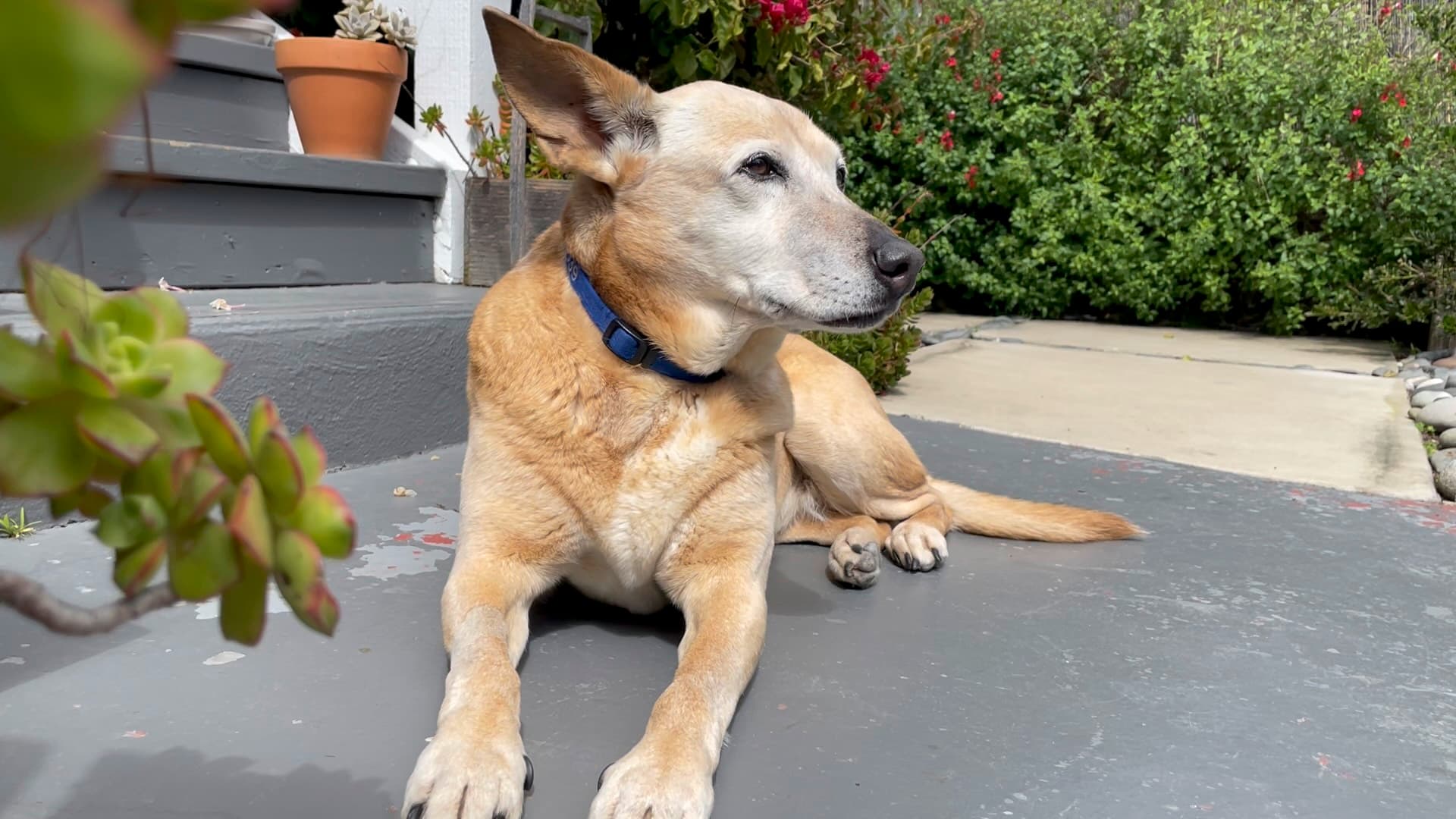 A Sleeping Dog's Lie